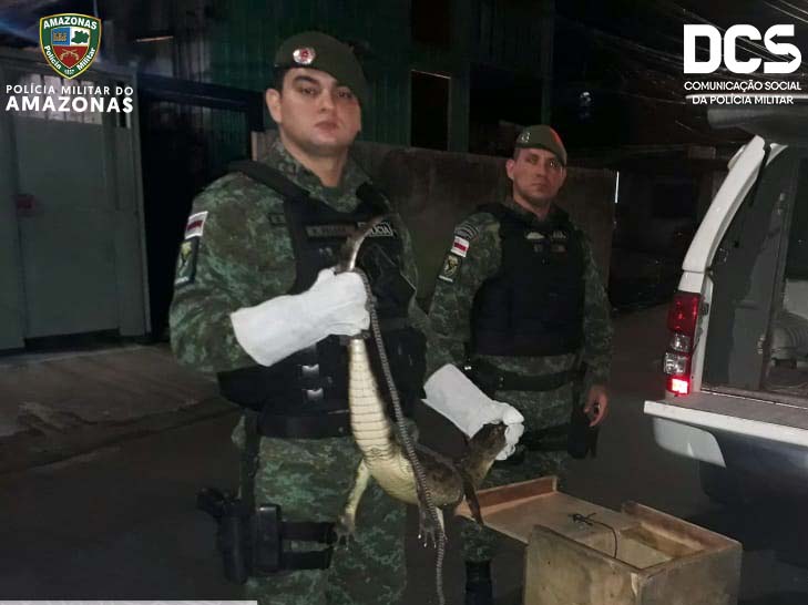 Jacaré é resgatado pelo Batalhão de Policiamento Ambiental, em Manaus.