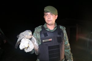 Imagem da notícia - Doze animais silvestres são devolvidos à natureza