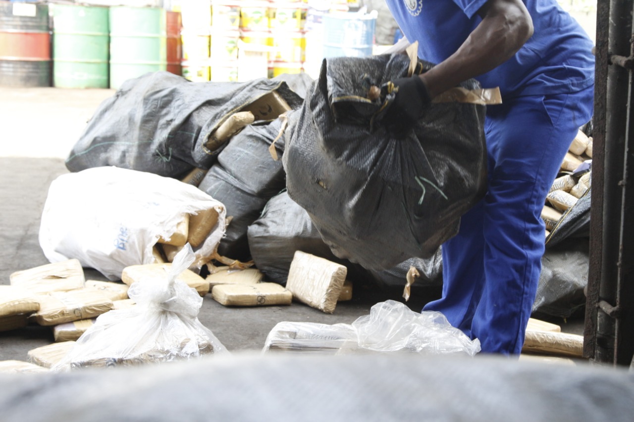 Polícia Civil incinera mais de uma tonelada e meia de maconha. 