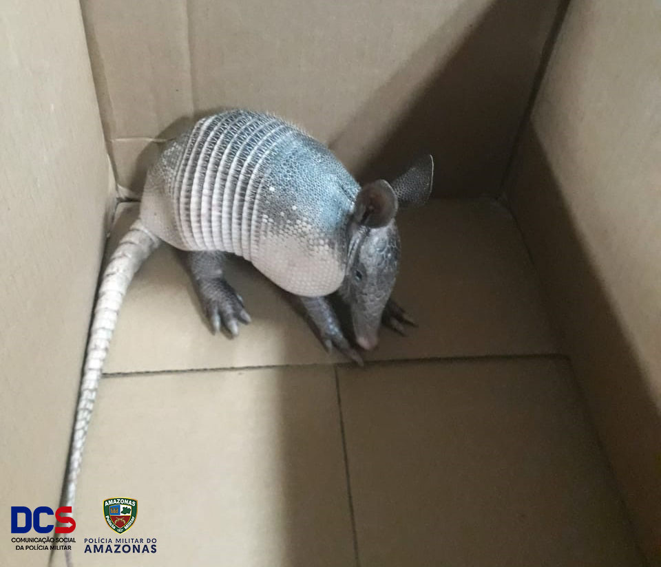 Polícia Militar resgata tatu em residência no Cidade de Deus.