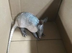 Imagem da notícia - Polícia Militar resgata tatu em residência no Cidade de Deus