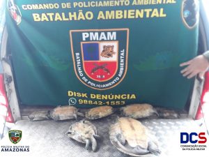 Imagem da notícia - PM apreende sete quelônios na zona leste de Manaus