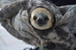 Imagem da notícia - Resgate de animais silvestres triplicou em 2019