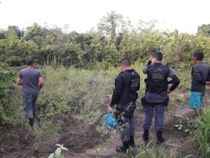 Imagem da notícia - No interior, PM prende três e apreende cerca de 300 pés de maconha