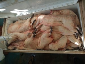 Imagem da notícia - Polícias Civil e Militar prendem dupla por crime ambiental em Jutaí