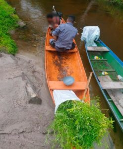 Imagem da notícia - PM detém homem com plantio de maconha no município de Silves