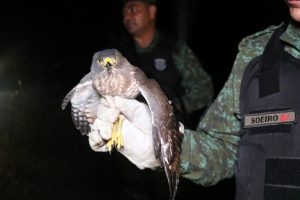 Imagem da notícia - Batalhão Ambiental resgatou 140 animais nos primeiros meses de 2020