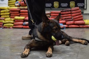 Imagem da notícia - Mais de 600 quilos de entorpecentes, incluindo cocaína negra, são apreendidos em Manacapuru