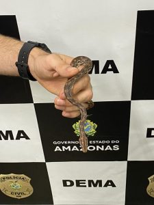 Imagem da notícia - Polícia Civil instaura inquérito para identificar autores de tráfico de animais silvestres