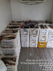 Imagem da notícia - Batalhão de Policiamento Ambiental apreende pescado ilegal em Manaus