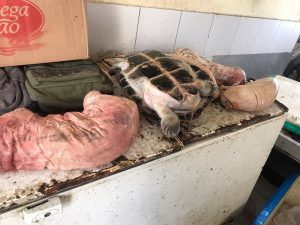 Imagem da notícia - Policiamento Ambiental apreende carne de animais silvestres