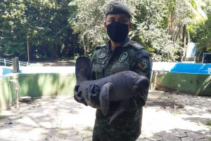 Imagem da notícia - Polícia Militar e Sema resgatam filhote de peixe-boi em Itacoatiara