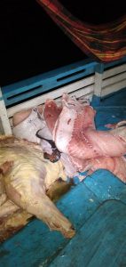 Imagem da notícia - Policiamento Ambiental apreende pescado ilegal em Manacapuru