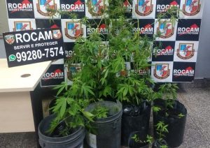 Imagem da notícia - Polícia Militar detém homem que fazia plantio de maconha em sua residência