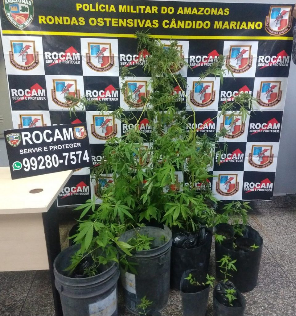 Maconha apreendida pela PM. FOTO: Divulgação/PMAM