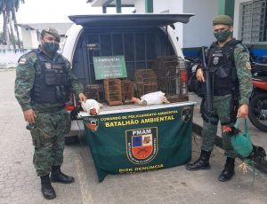 Imagem da notícia - Batalhão Ambiental detém responsáveis por rinhas de galos em Manaus
