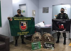 Imagem da notícia - Policiais do Batalhão Ambiental detêm homem e apreendem animais silvestres na zona sul