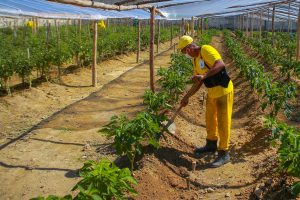 Imagem da notícia - Trabalho de ressocialização alcança mais de 100 internos do Compaj