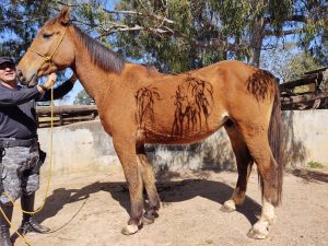 Imagem da notícia - PM vai reforçar a segurança com novos cavalos para o policiamento