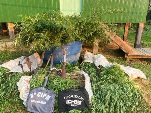 Imagem da notícia - PM realiza apreensão de drogas e armas em Boca do Acre