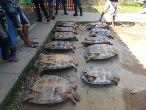 Imagem da notícia - PMs detêm dupla envolvida em crime ambiental no município de Itamarati