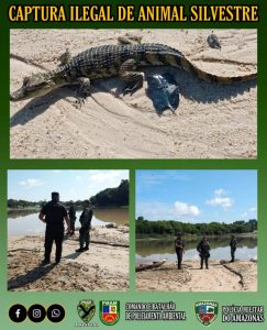 Imagem da notícia - Policiais militares do Batalhão Ambiental resgatam jacaré caçado