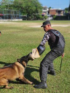 Imagem da notícia - Conheça a companhia da PM especializada em operações com cães