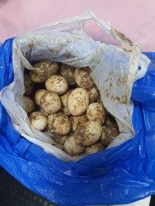 Imagem da notícia - Base Arpão apreende 100 ovos de tracajá