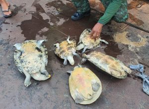 Imagem da notícia - Cinco quelônios e 50 ovos de tracajá são apreendidos pela Base Arpão