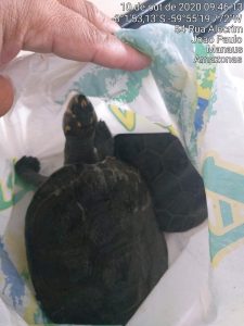 Imagem da notícia - 30ª Cicom apreende animais silvestres em cativeiro na zona leste