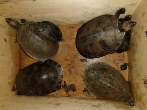 Imagem da notícia - Policiamento Ambiental apreende quelônios e galos usados em rinha