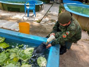 Imagem da notícia - Comando de Policiamento Ambiental resgata filhote de peixe-boi