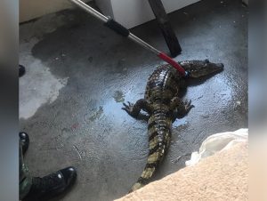 Imagem da notícia - Batalhão de Policiamento Ambiental resgata jacaré-tinga na zona norte