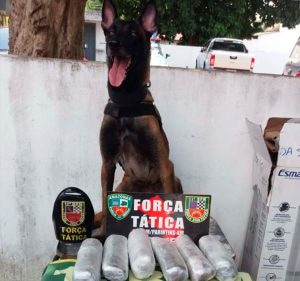 Imagem da notícia - PM prende dez suspeitos de crimes e apreende armas, drogas e dinheiro