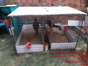 Imagem da notícia - Batalhão Ambiental detém homem por maus-tratos no Monte das Oliveiras