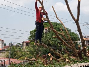 Imagem da notícia - Bombeiros contam com equipe especializada para remoção de árvores