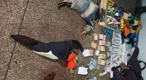 Imagem da notícia - PM surpreende prática de rinha de galos e detém 12 pessoas