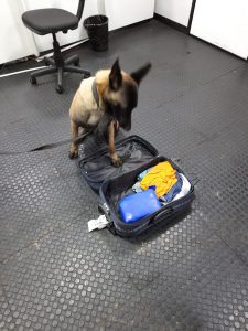 Imagem da notícia - Base Arpão prende infrator com entorpecente avaliado em 14 mil