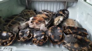 Imagem da notícia - PC-AM apreende quelônios e peixes em barco indo para o Acre