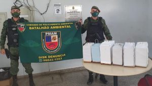 Imagem da notícia - Criadores de pássaros são detidos e aves apreendidas