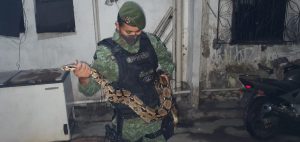 Imagem da notícia - Policiamento Ambiental captura cobra jiboia em casa na Compensa