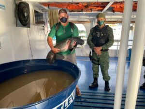 Imagem da notícia - Polícia Militar participa de ação de resgate de filhote de peixe-boi