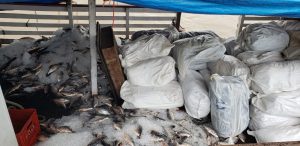 Imagem da notícia - Policiais da Base Arpão apreendem 8,9 toneladas de pirarucu ilegal