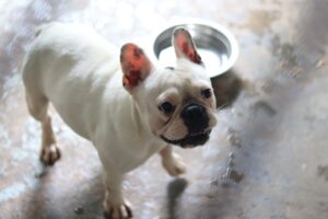 Imagem da notícia - Polícia Militar detém dono de canil clandestino na zona oeste