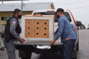 Imagem da notícia - PM resgata tamanduá-mirim no centro de Nhamundá