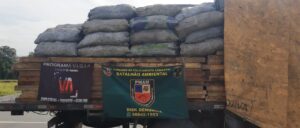 Imagem da notícia - PM apreende madeira serrada e carvão vegetal irregulares na AM-010