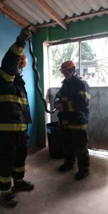 Imagem da notícia - Bombeiros resgatam cobra de uma residência em Presidente Figueiredo