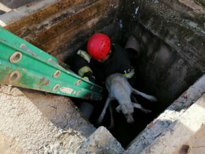 Imagem da notícia - Bombeiros resgatam cachorro preso em bueiro no interior