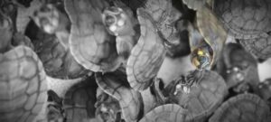 Imagem da notícia - Base Arpão apreende 684 filhotes de tartaruga em embarcação