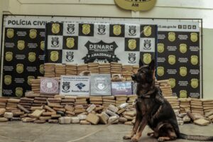 Imagem da notícia - PC-AM apreende 600 quilos de maconha do tipo skunk em Manacapuru